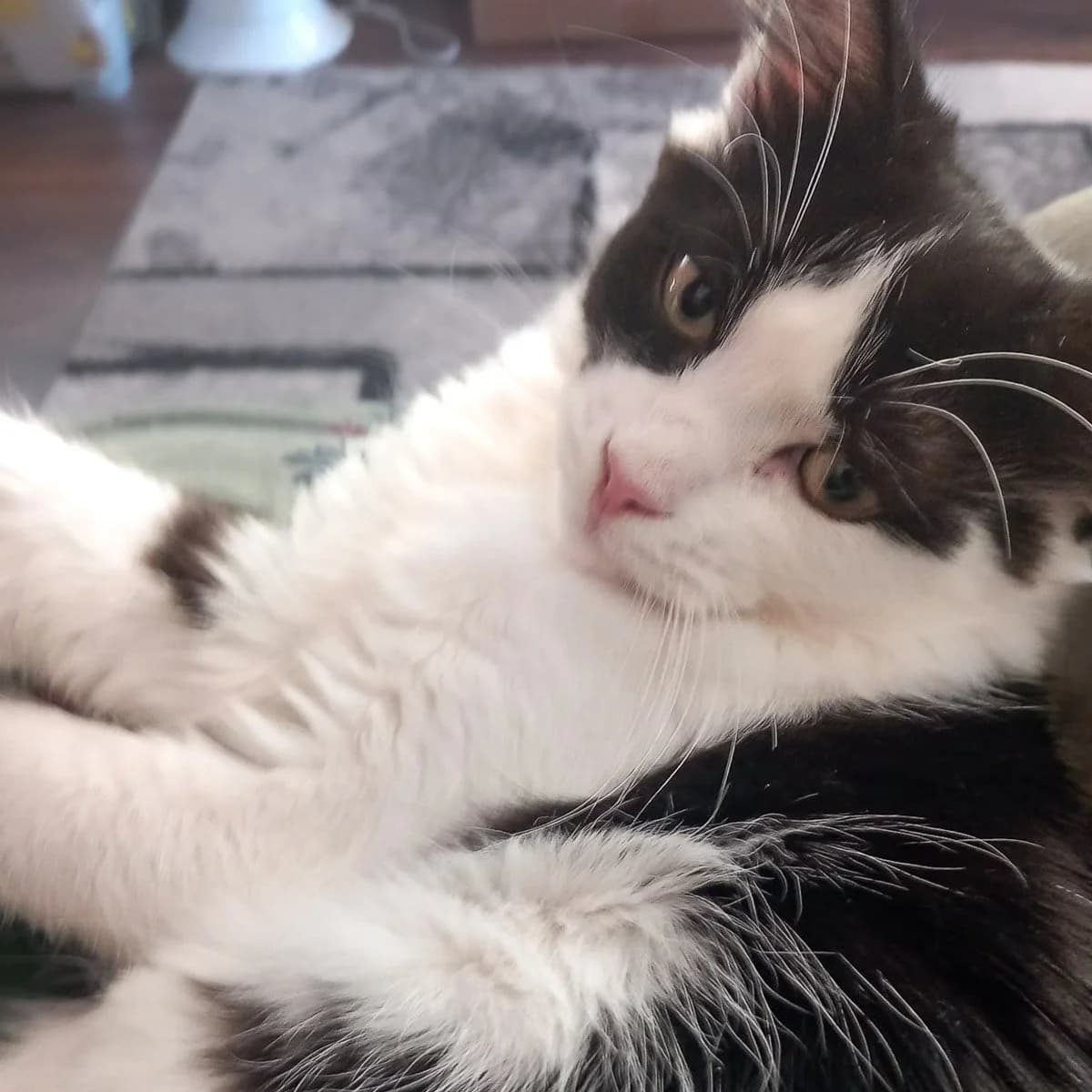 Benji 3, male young Mixed Breed for adoption at Feline Friends London