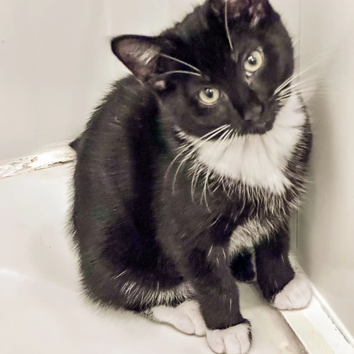 Morena, Tiffany and Stella McCatney, female puppy Mixed Breed for adoption at Feline Friends London