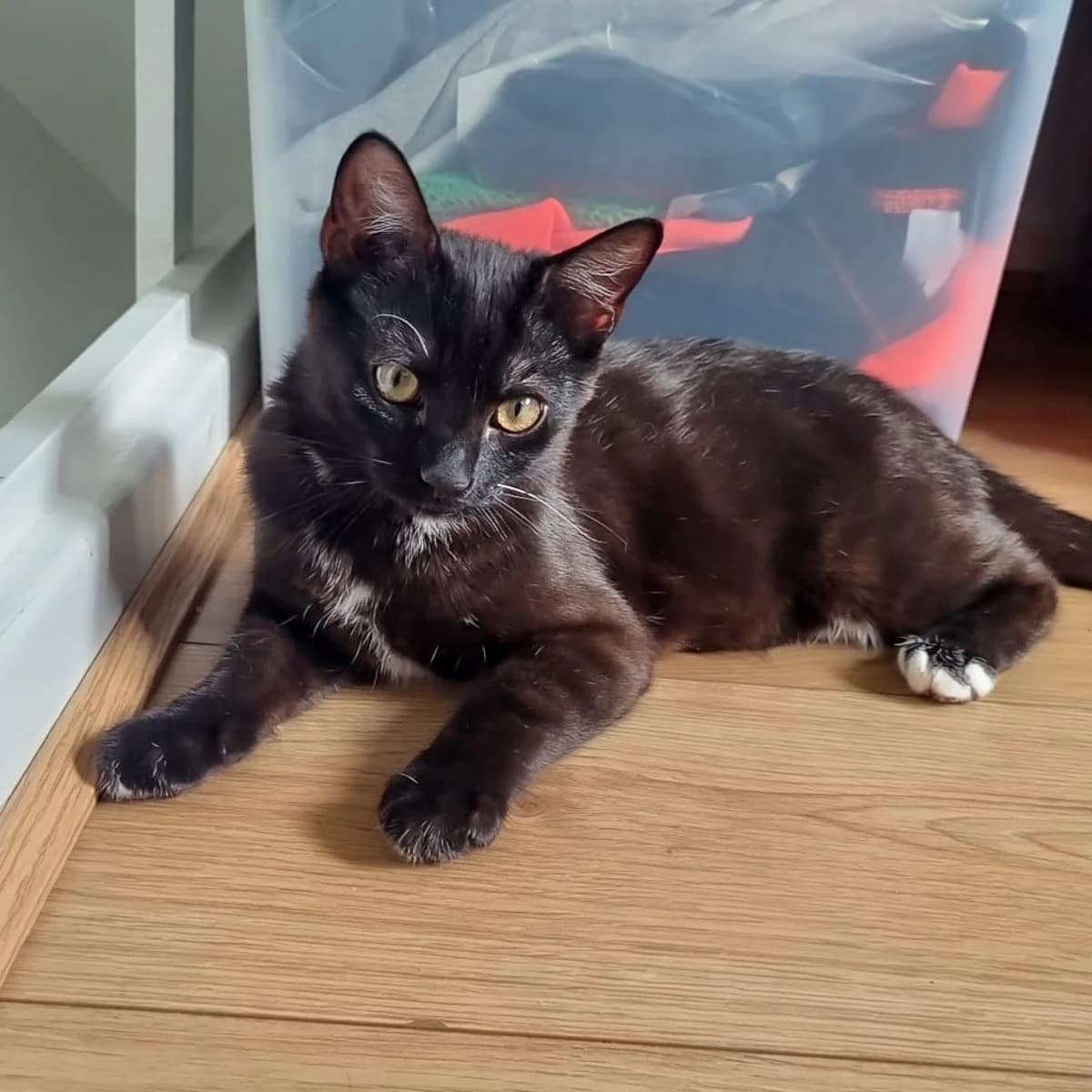 Gizmo and Little Man, female puppy Mixed Breed for adoption at Feline Friends London