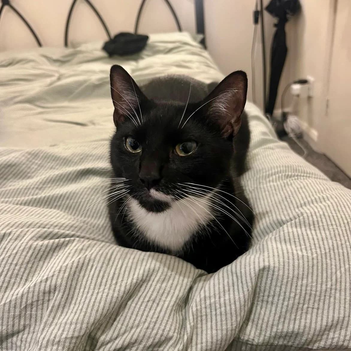 Mylo 2, male 3yo Mixed Breed for adoption at Feline Friends London