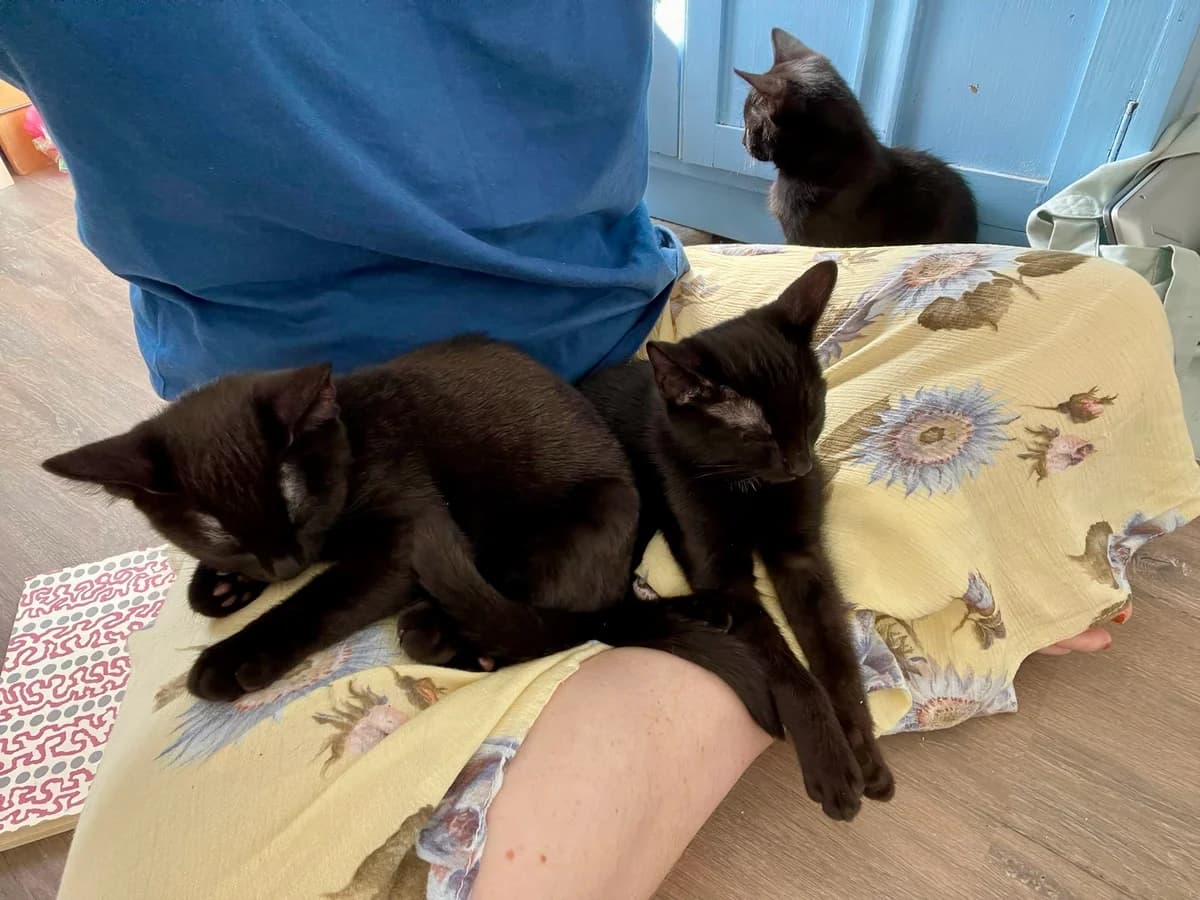 Keith, Salvador and Vincent, male puppy Mixed Breed for adoption at Feline Friends London