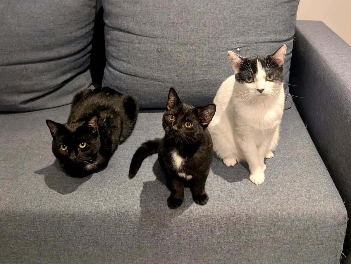 Muffin, Candy and Basilina, male young Mixed Breed for adoption at Feline Friends London