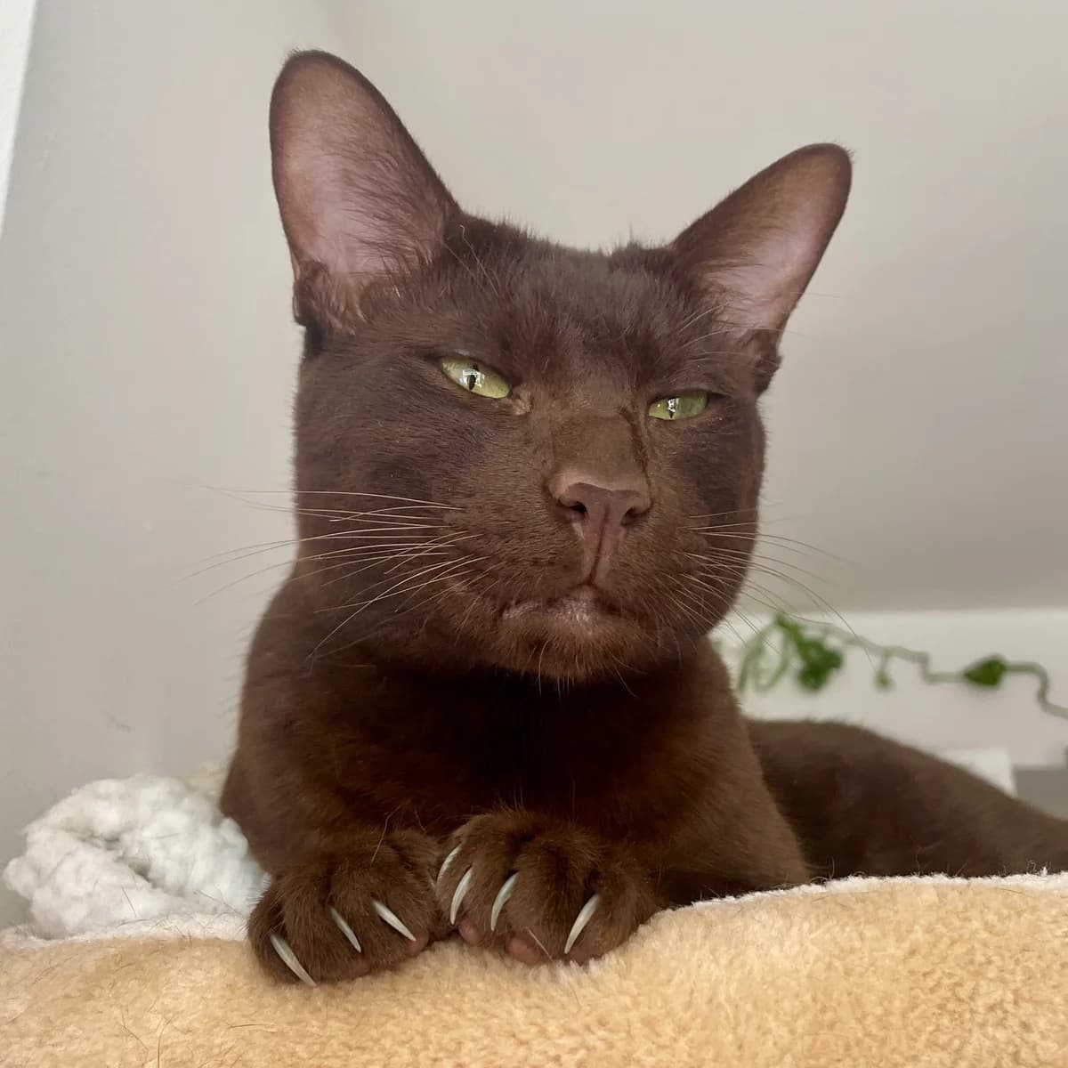 Aya, male senior Mixed Breed for adoption at Feline Friends London