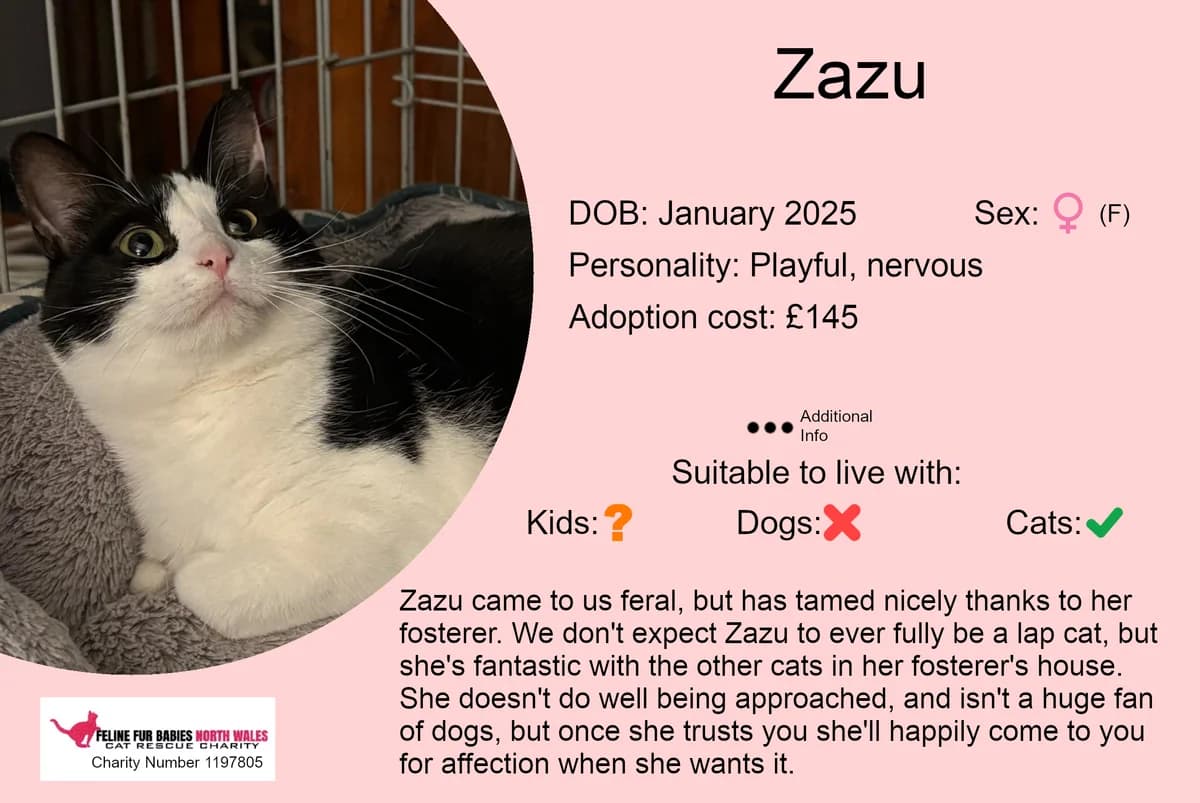 Zazu, female young Mixed Breed for adoption at Feline Fur Babies North Wales