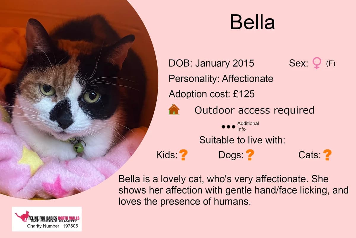 Bella, female senior Mixed Breed for adoption at Feline Fur Babies North Wales