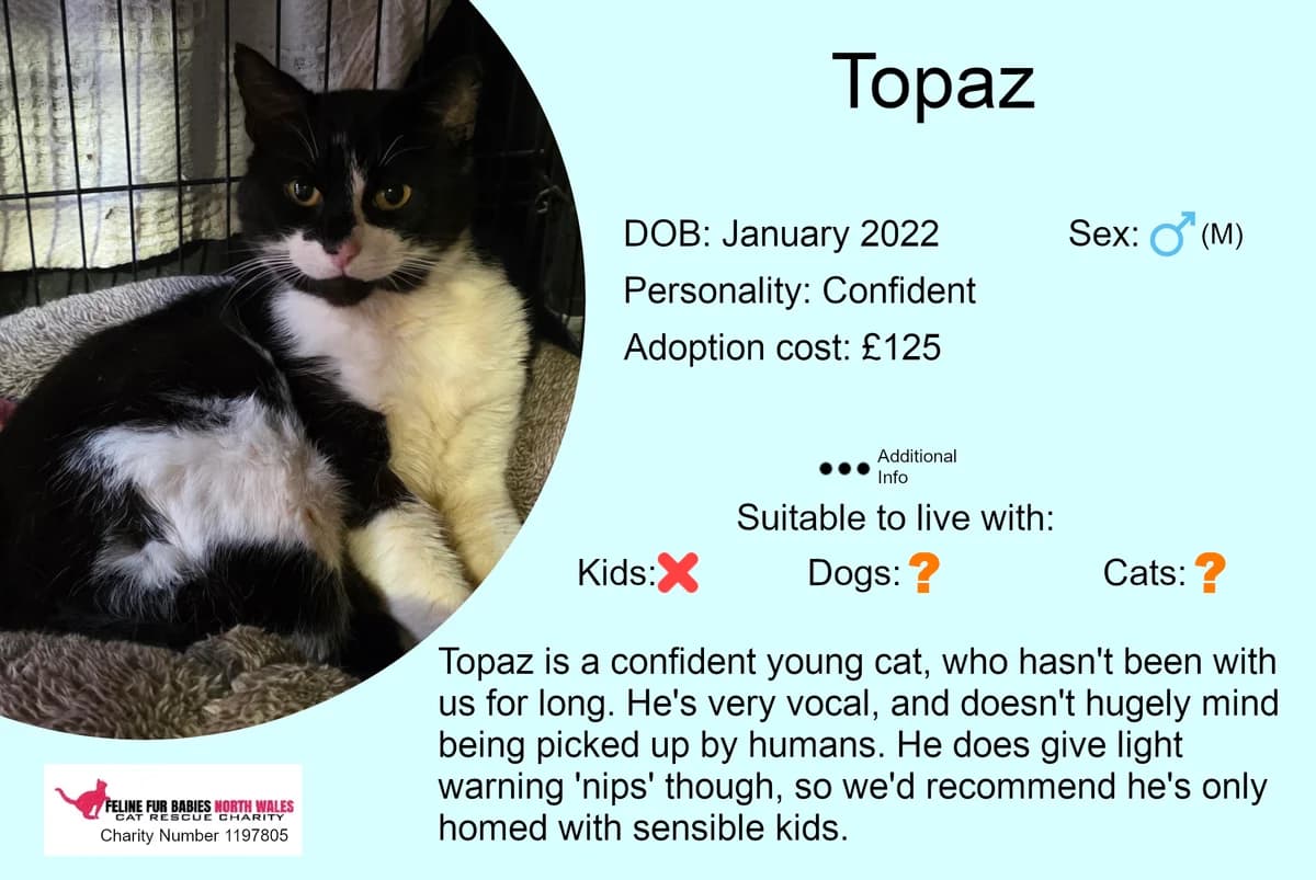 Topaz, male 4yo Mixed Breed for adoption at Feline Fur Babies North Wales