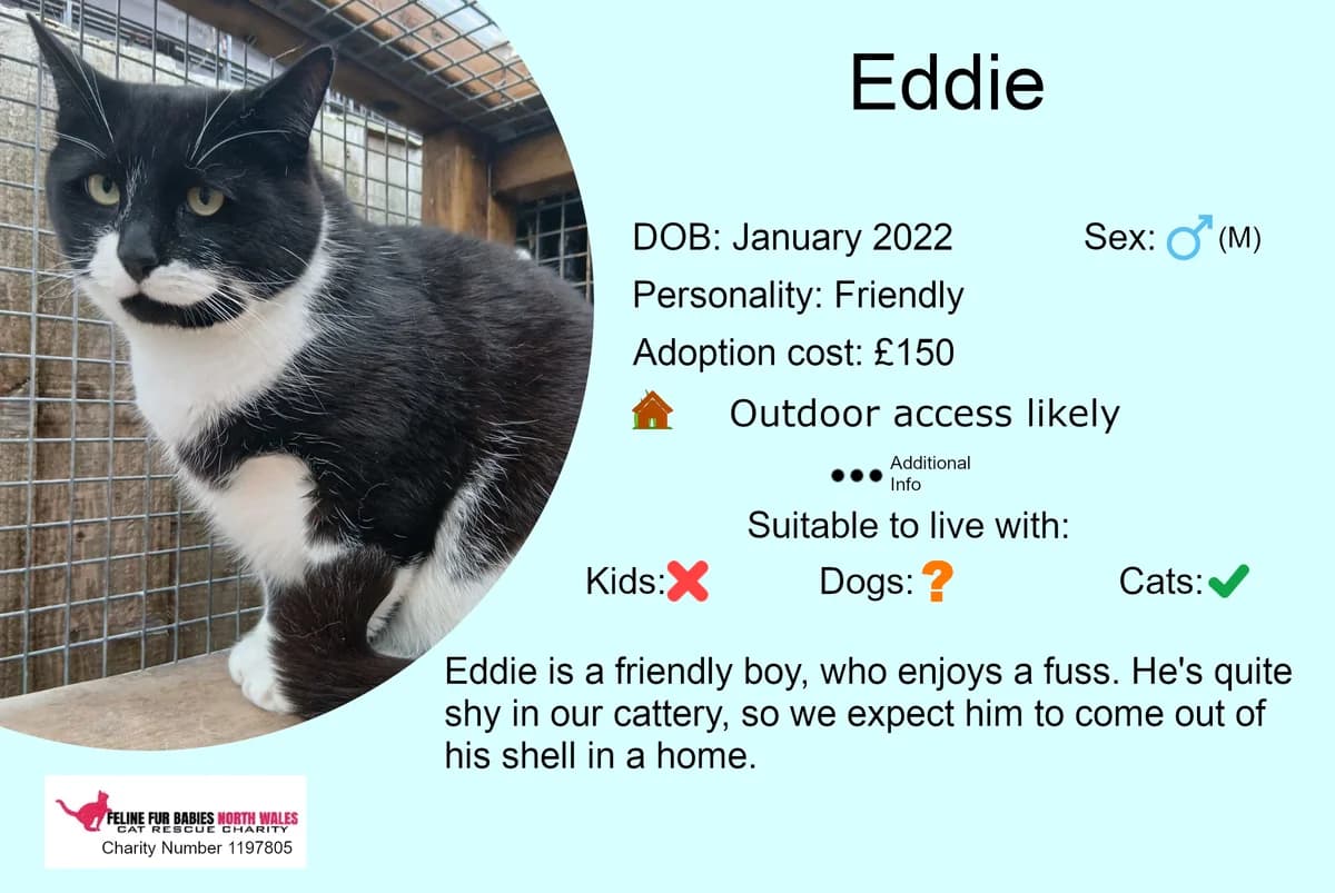 Eddie, male 4yo Mixed Breed for adoption at Feline Fur Babies North Wales