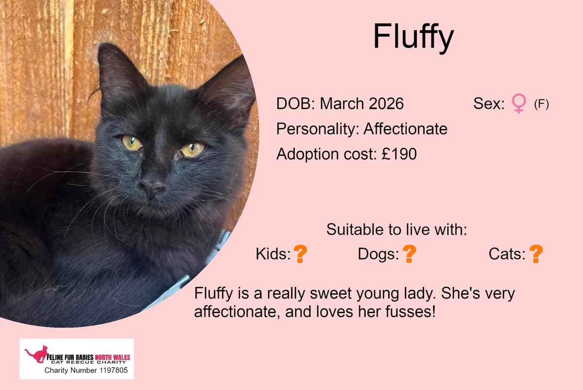 Fluffy, female puppy Mixed Breed for adoption at Feline Fur Babies North Wales