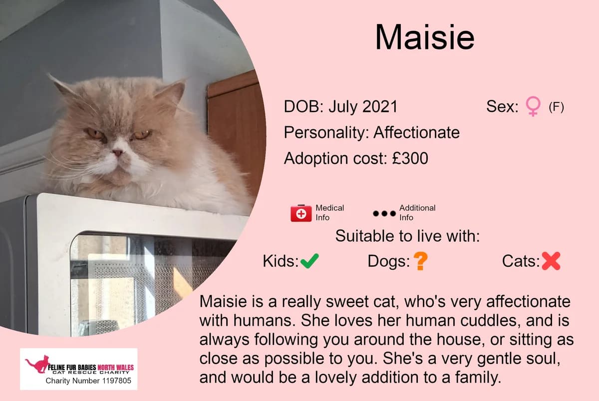 Maisie, female 5yo Mixed Breed for adoption at Feline Fur Babies North Wales