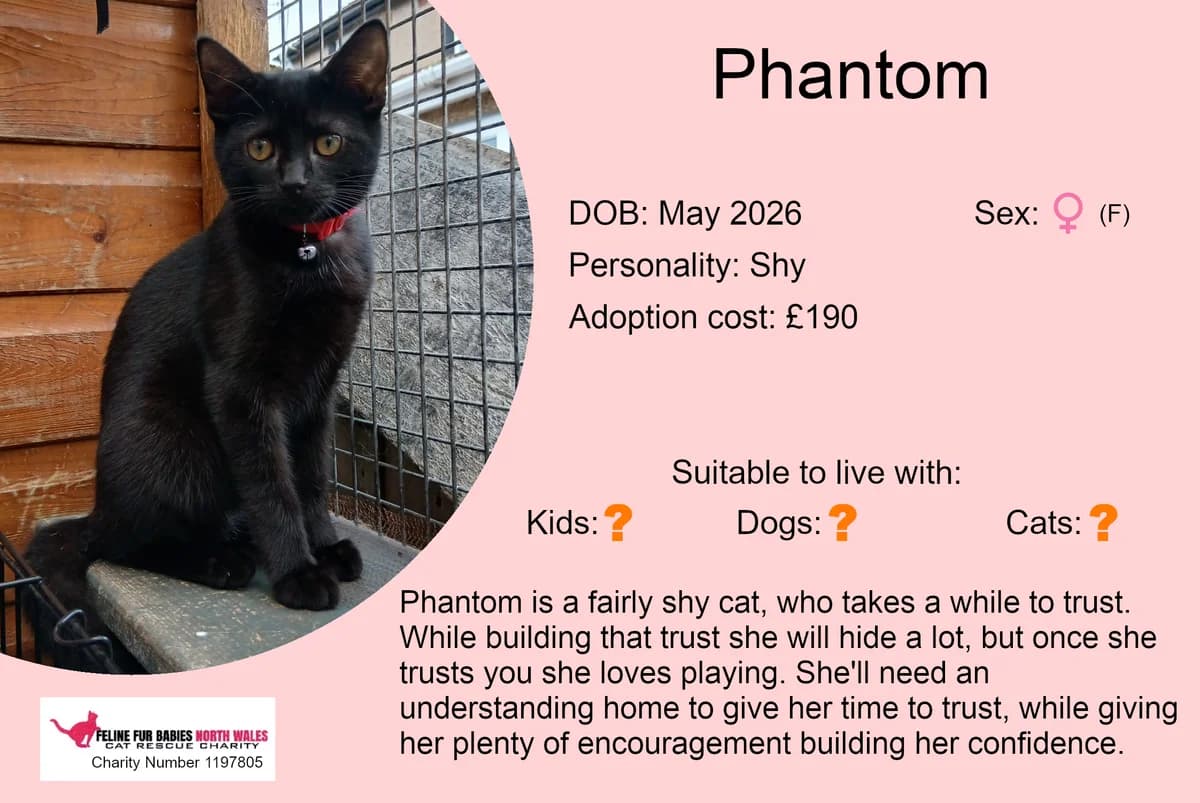 Phantom, female puppy Mixed Breed for adoption at Feline Fur Babies North Wales