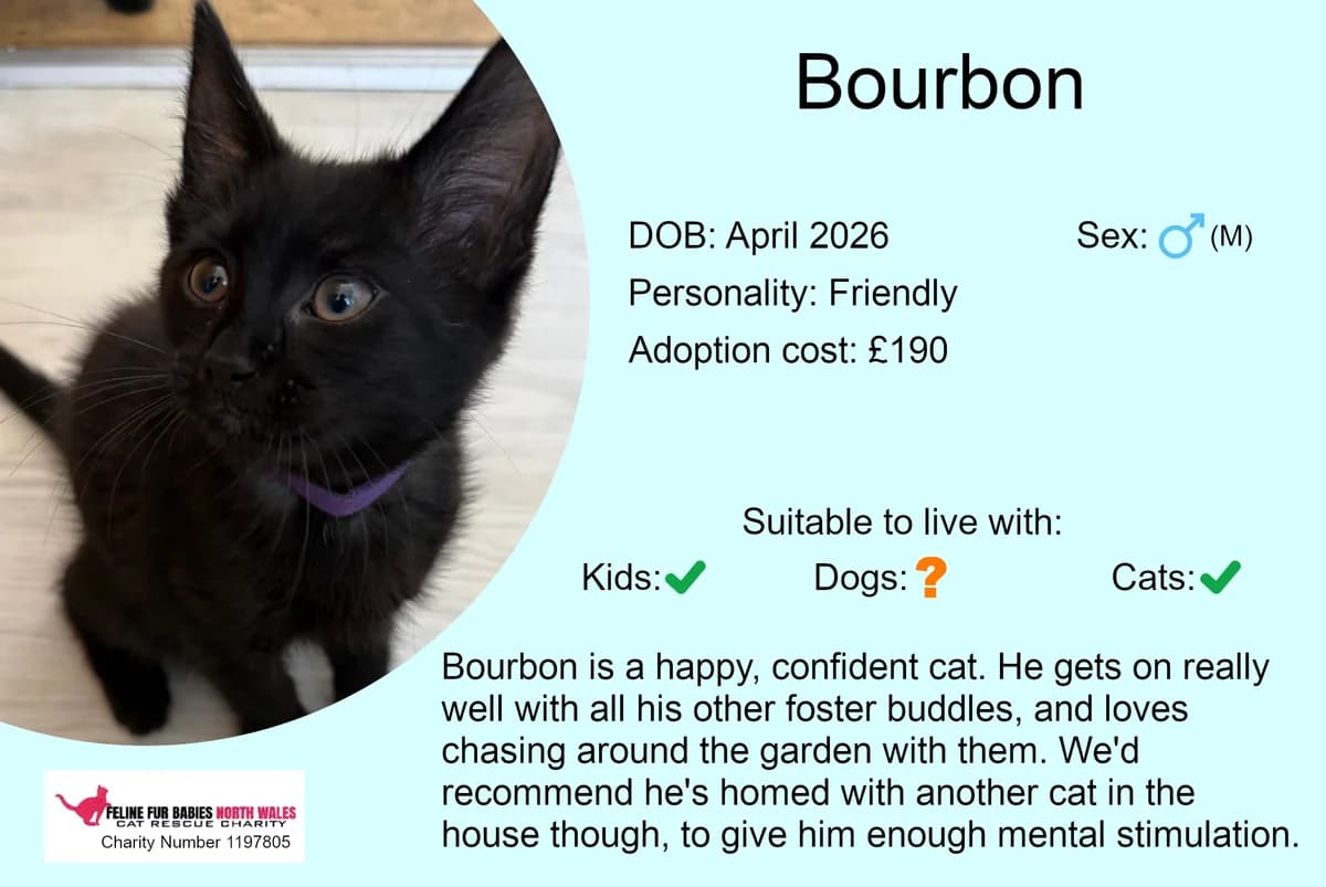 Bourbon, male puppy Mixed Breed for adoption at Feline Fur Babies North Wales