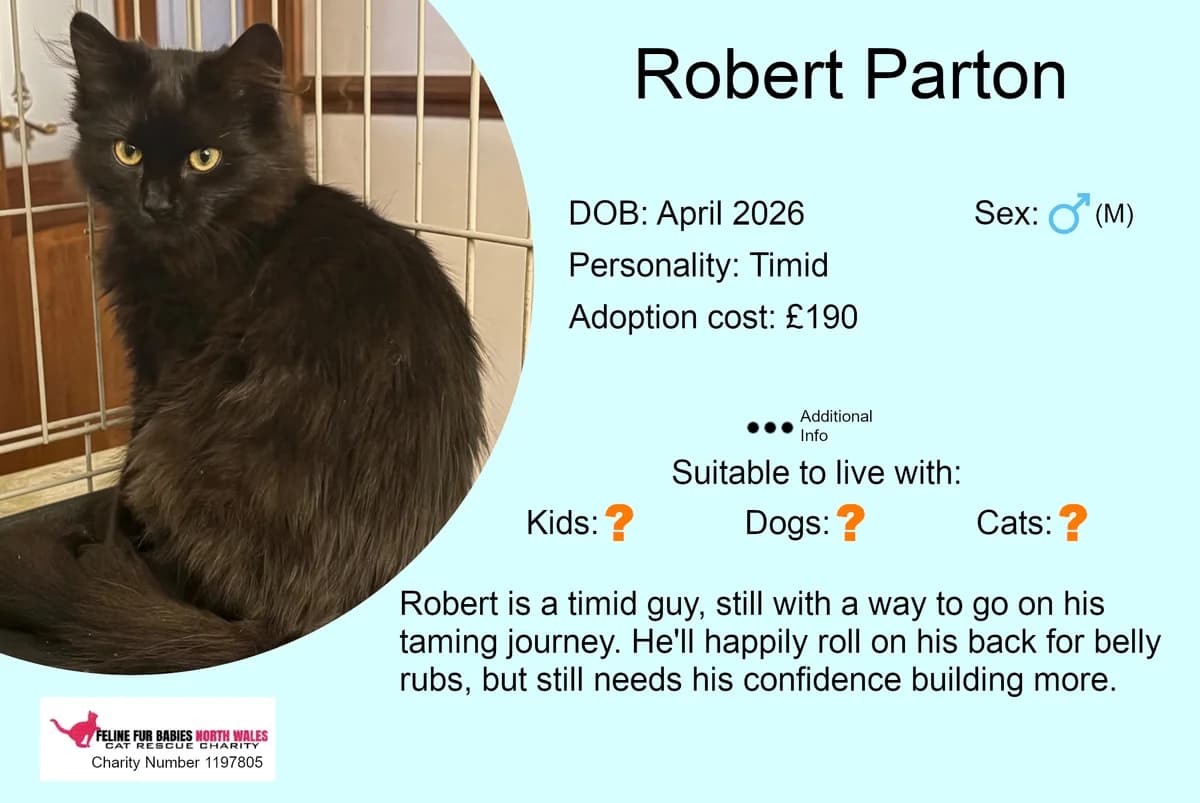 Robert Parton, male puppy Mixed Breed for adoption at Feline Fur Babies North Wales