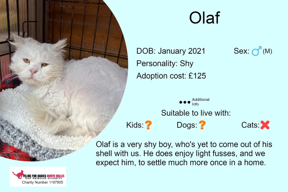 Olaf, male 5yo Mixed Breed for adoption at Feline Fur Babies North Wales
