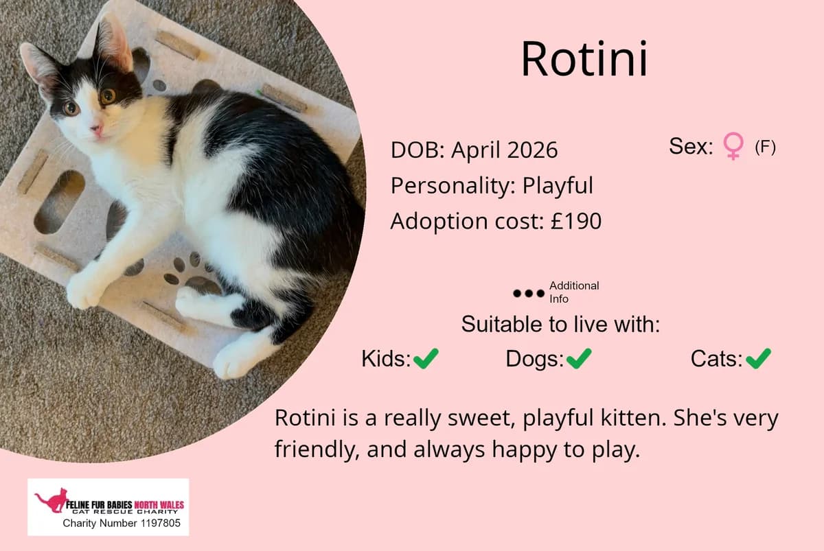 Rotini, female puppy Mixed Breed for adoption at Feline Fur Babies North Wales