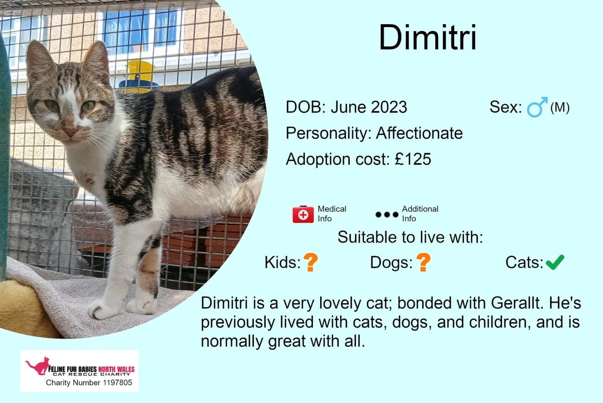 Dimitri, male 3yo Mixed Breed for adoption at Feline Fur Babies North Wales