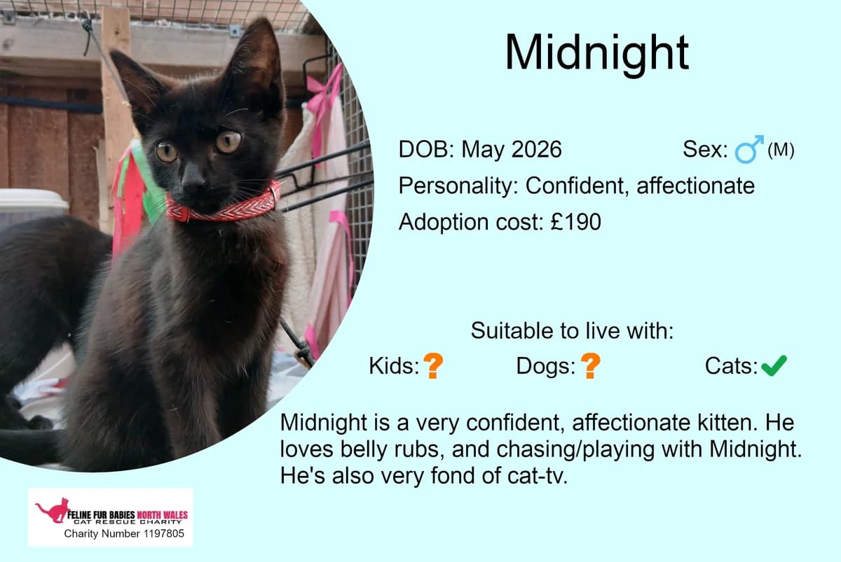 Midnight, male puppy Mixed Breed for adoption at Feline Fur Babies North Wales