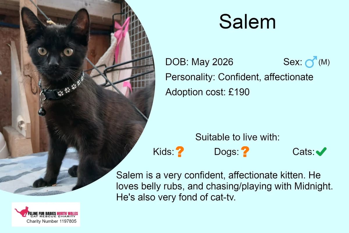 Salem, male puppy Mixed Breed for adoption at Feline Fur Babies North Wales