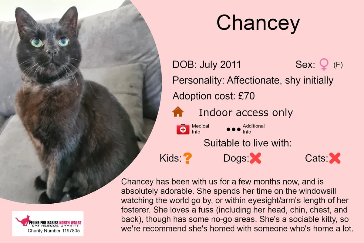 Chancey, female senior Mixed Breed for adoption at Feline Fur Babies North Wales
