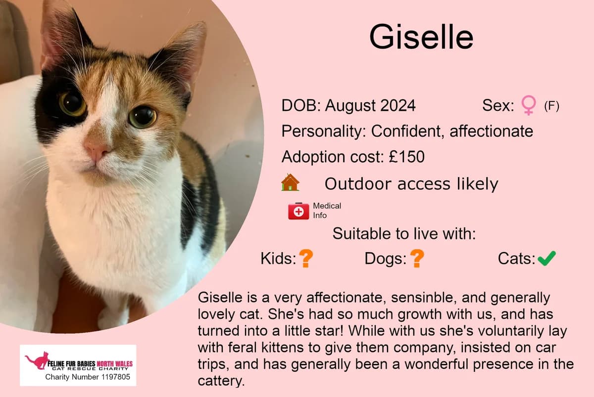 Giselle, female young Mixed Breed for adoption at Feline Fur Babies North Wales