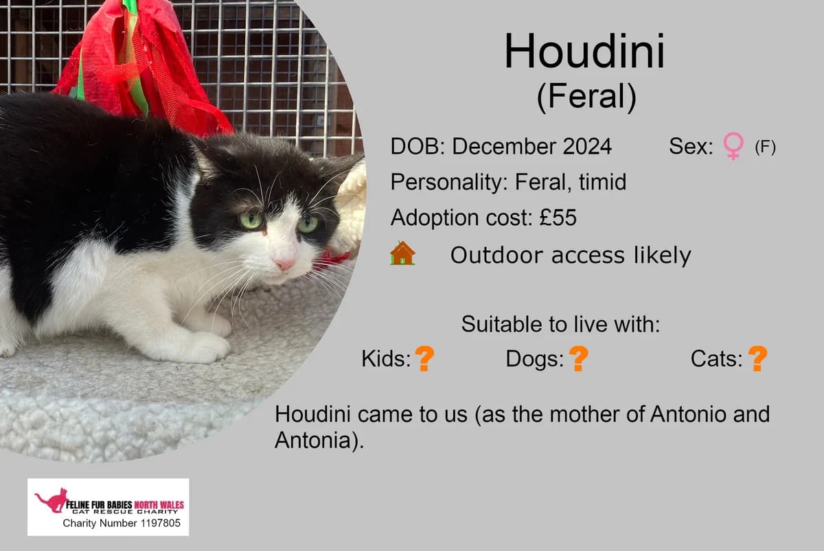 Houdini, female young Mixed Breed for adoption at Feline Fur Babies North Wales