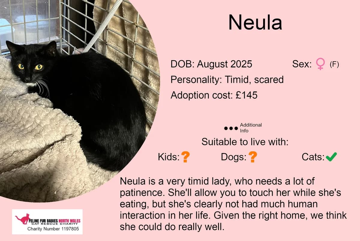 Neula, female young Mixed Breed for adoption at Feline Fur Babies North Wales