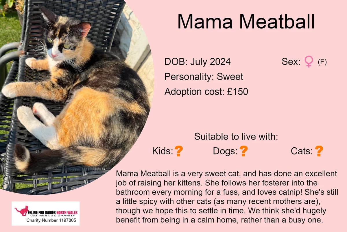 Mama Meatball, female young Mixed Breed for adoption at Feline Fur Babies North Wales