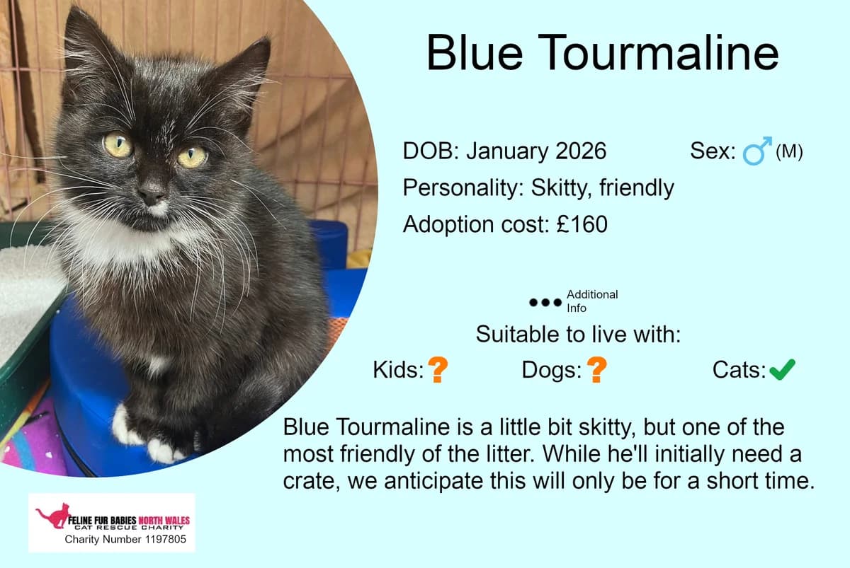 Blue Tourmaline, male puppy Mixed Breed for adoption at Feline Fur Babies North Wales