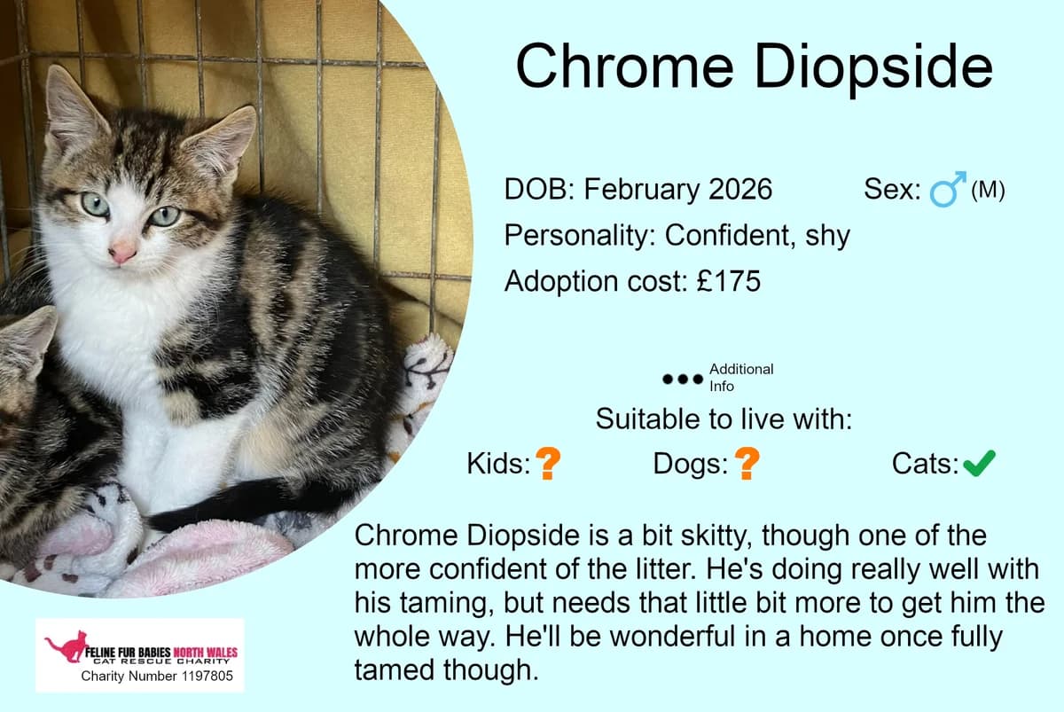Chrome Diopside, male puppy Mixed Breed for adoption at Feline Fur Babies North Wales
