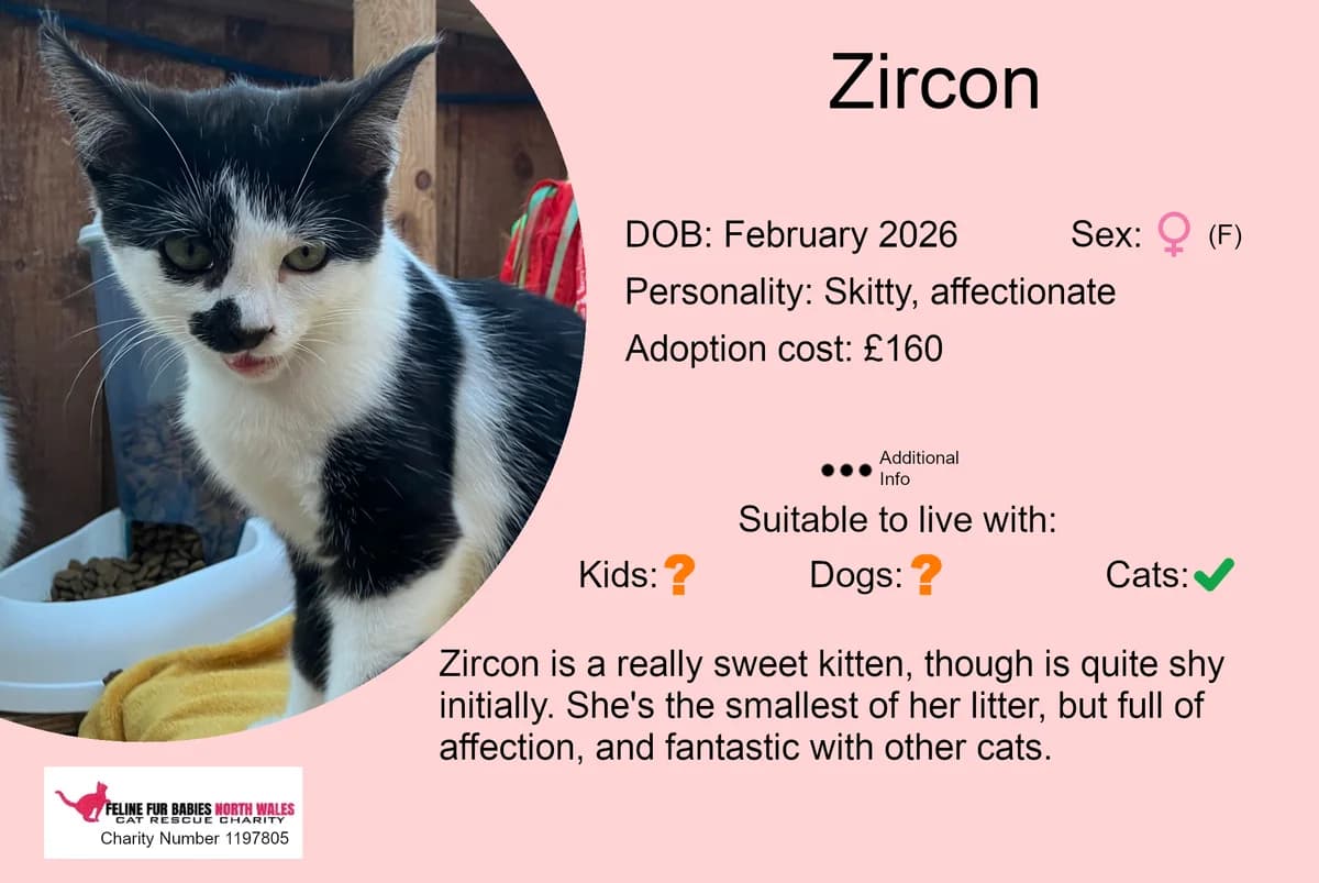 Zircon, female puppy Mixed Breed for adoption at Feline Fur Babies North Wales