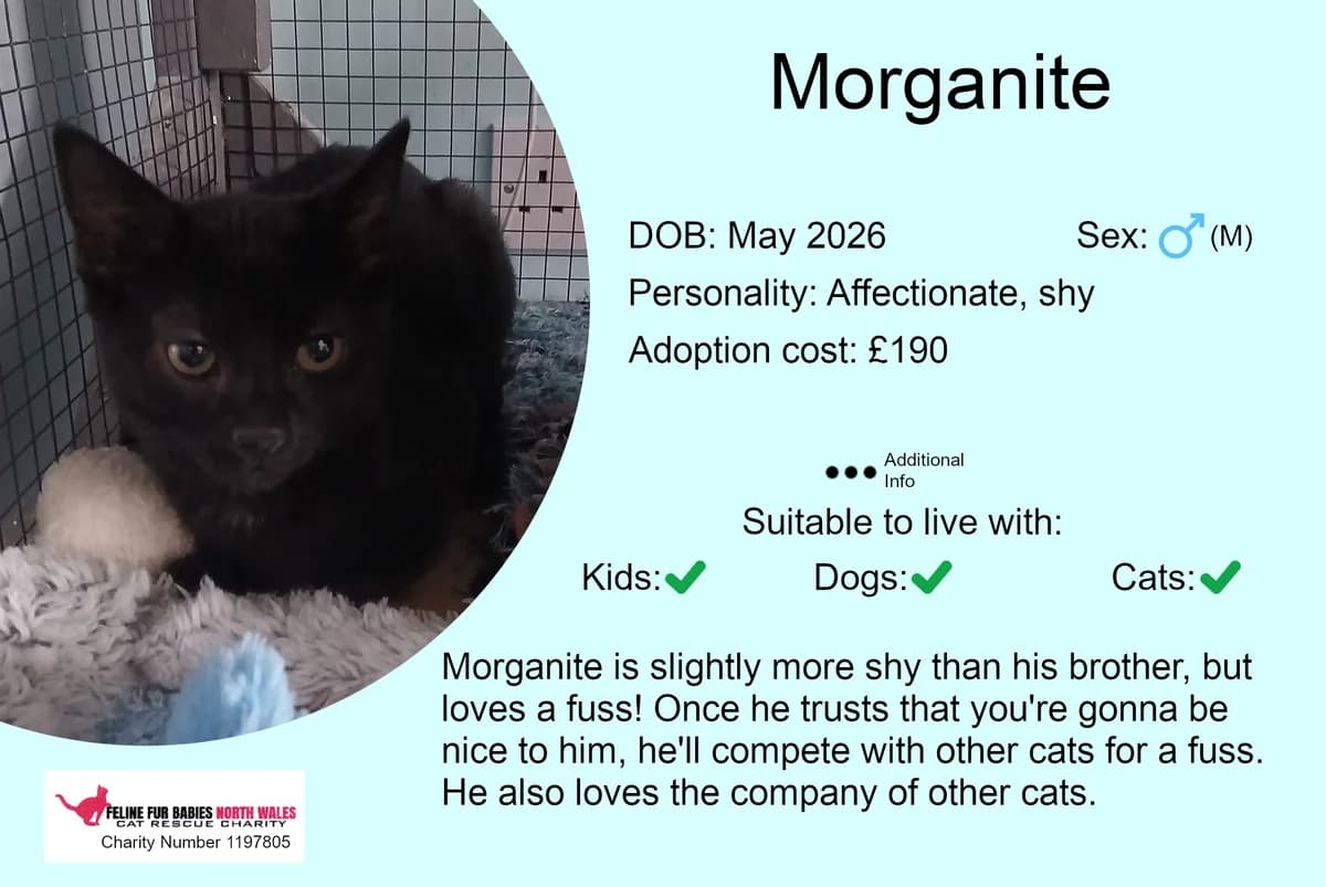Morganite, male puppy Mixed Breed for adoption at Feline Fur Babies North Wales