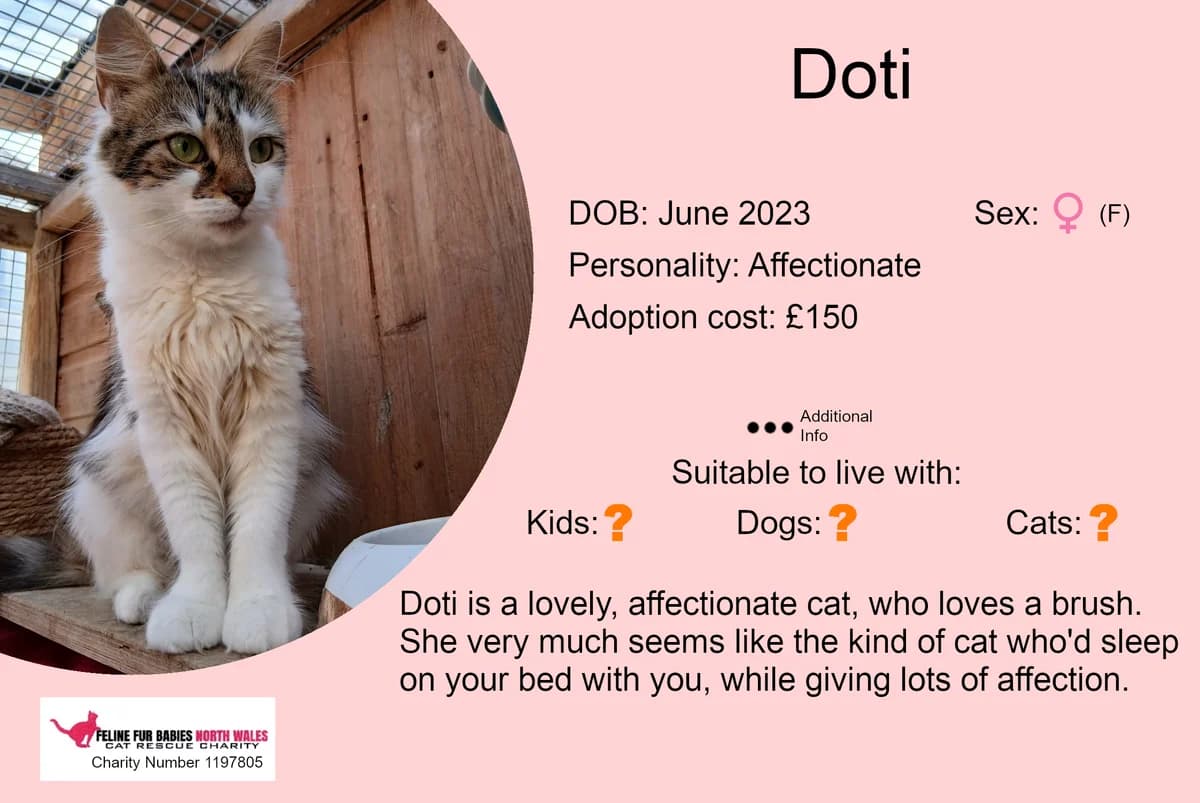 Doti, female 3yo Mixed Breed for adoption at Feline Fur Babies North Wales