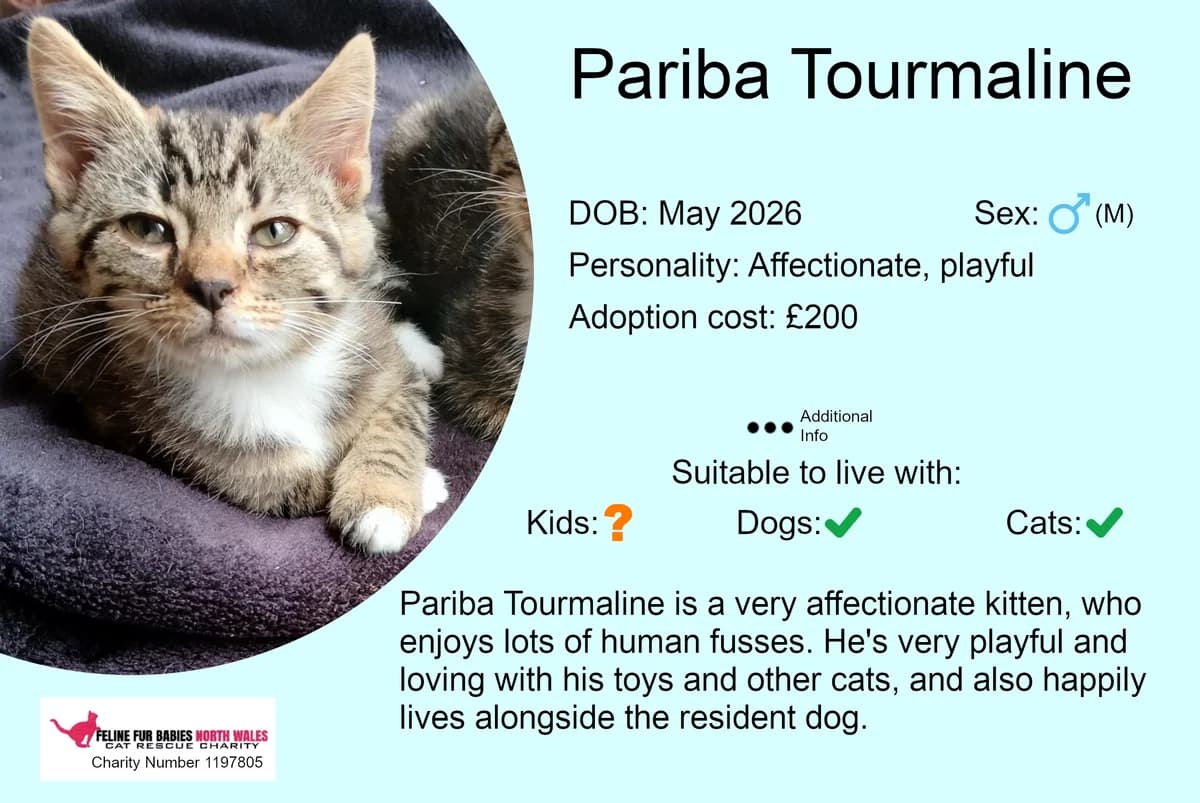 Pariba Tourmaline, male puppy Mixed Breed for adoption at Feline Fur Babies North Wales