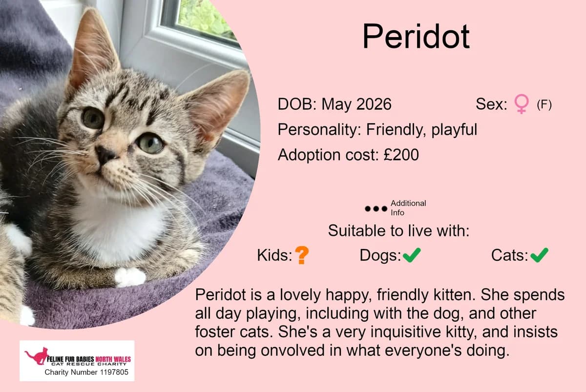 Peridot, female puppy Mixed Breed for adoption at Feline Fur Babies North Wales