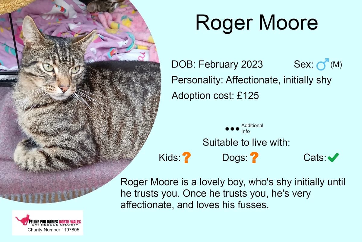 Roger Moore, male 3yo Mixed Breed for adoption at Feline Fur Babies North Wales
