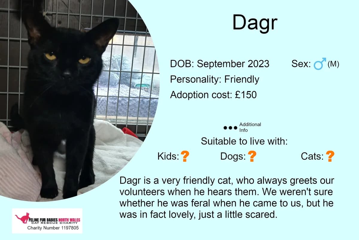 Dagr, male 3yo Mixed Breed for adoption at Feline Fur Babies North Wales