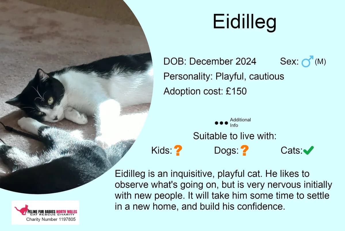 Eidilleg, male young Mixed Breed for adoption at Feline Fur Babies North Wales
