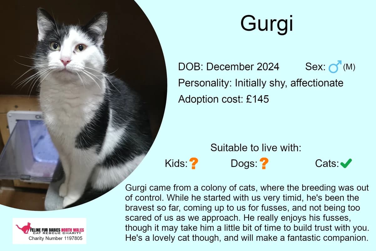 Gurgi, male young Mixed Breed for adoption at Feline Fur Babies North Wales