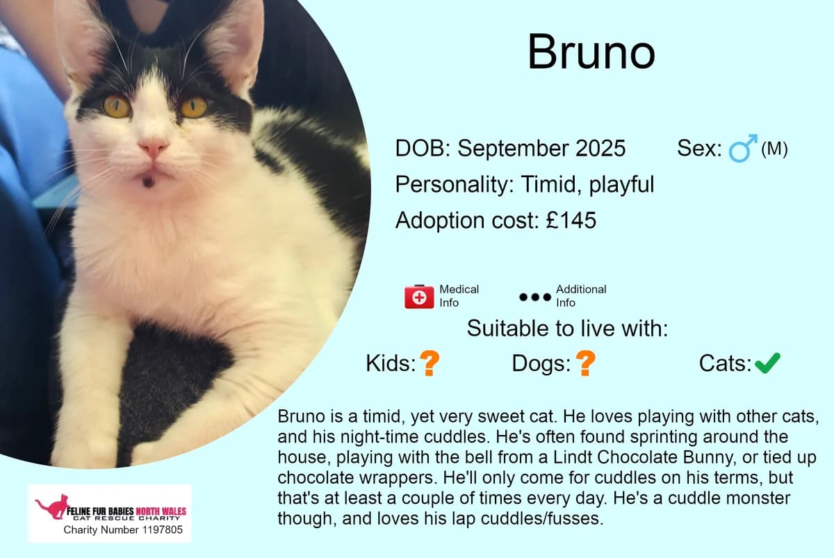 Bruno, male puppy Mixed Breed for adoption at Feline Fur Babies North Wales