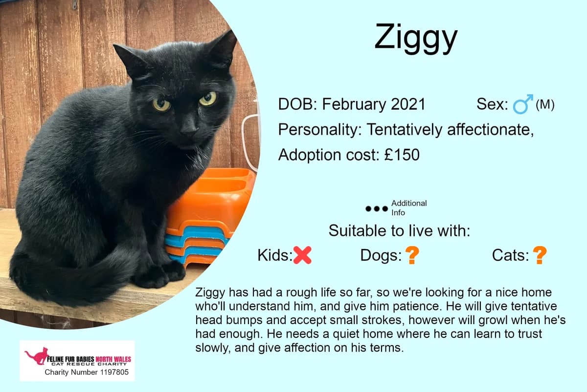 Ziggy, male 5yo Mixed Breed for adoption at Feline Fur Babies North Wales