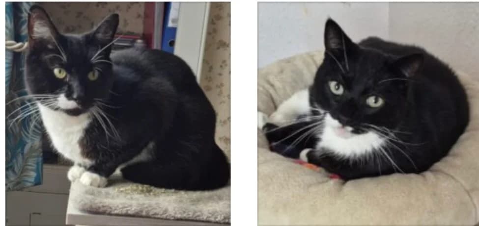 Louie, 7yo Mixed Breed for adoption at Feline Welfare (Isle of Wight)