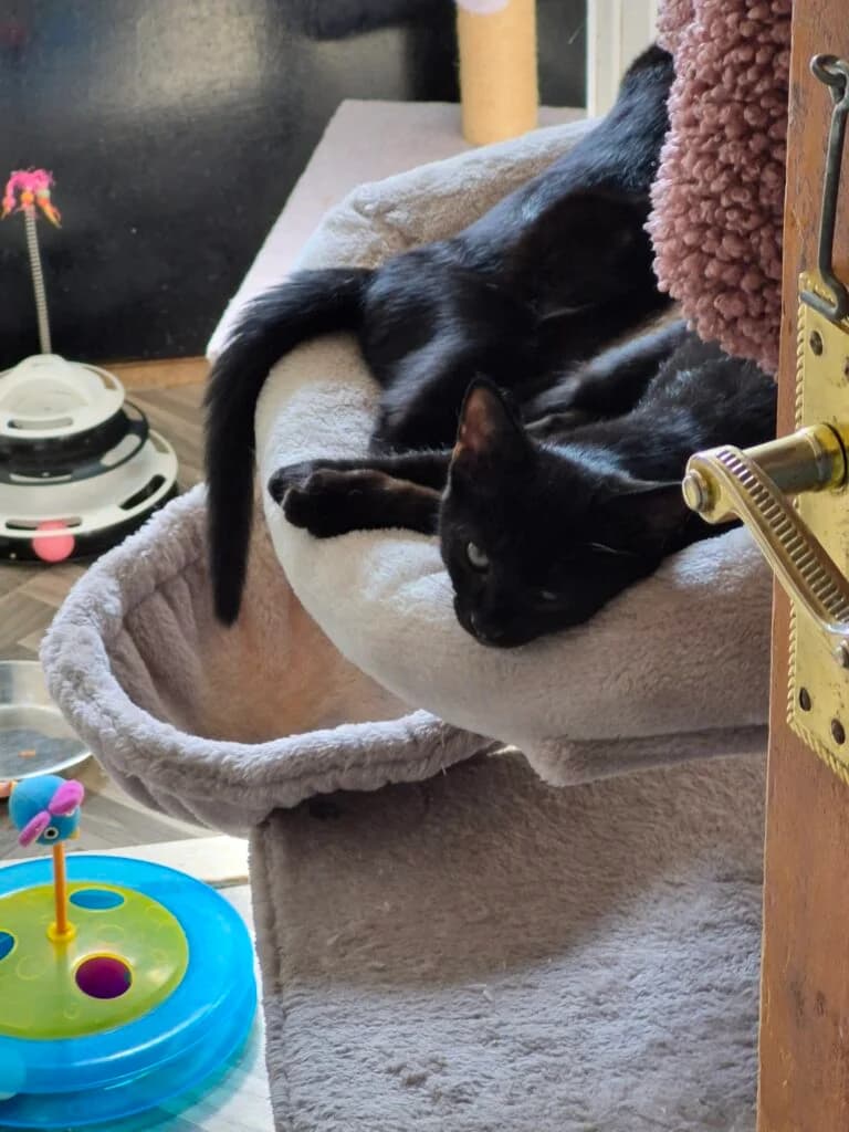 Gabby, male puppy Mixed Breed for adoption at Feline Welfare (Isle of Wight)