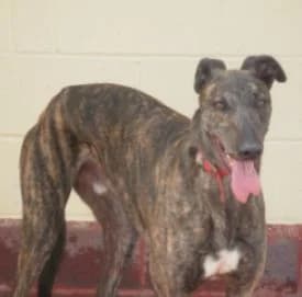 Alice is gone – and so is Bryn, Greyhound for adoption at Fen Bank Greyhound Sanctuary, Friskney