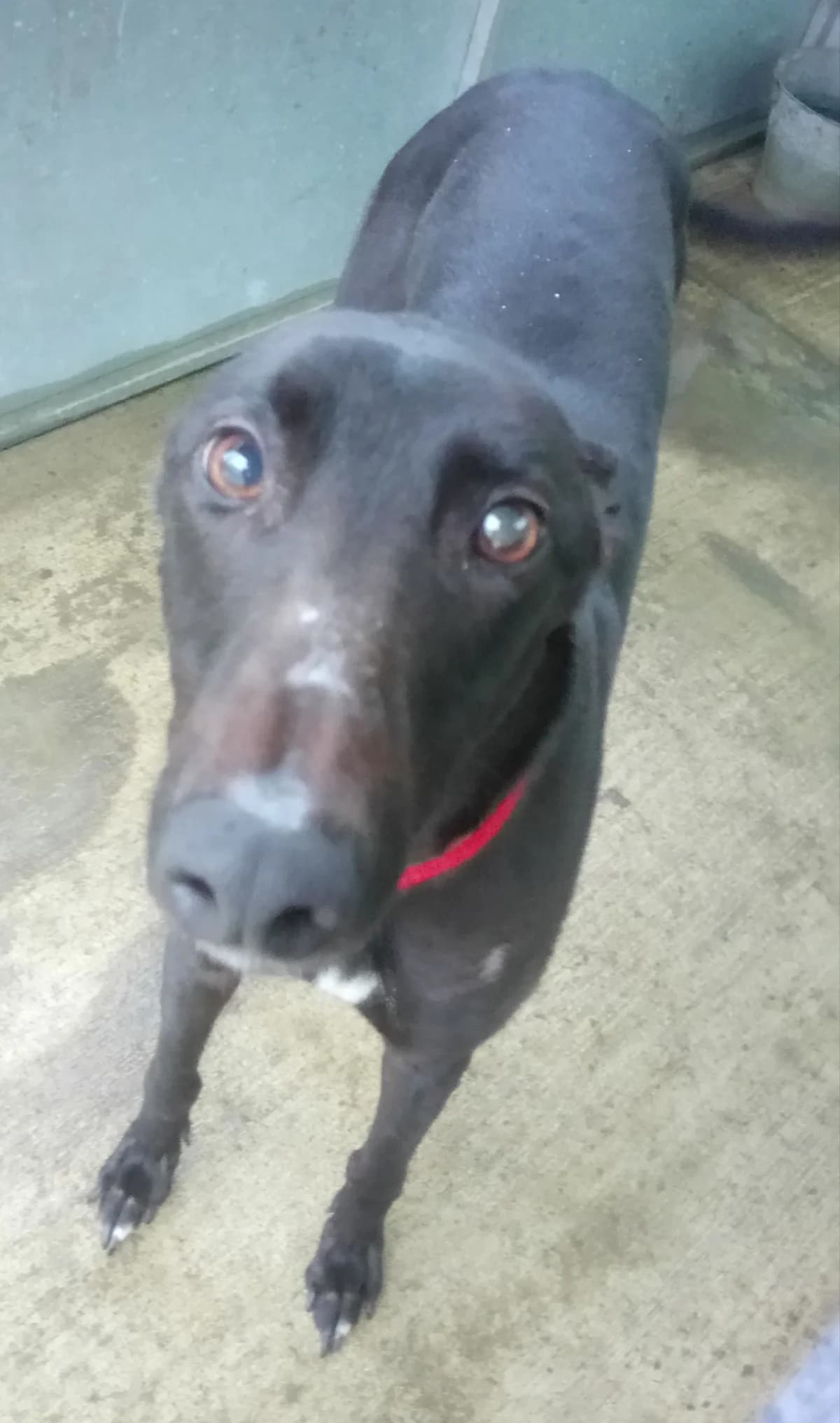Dave Homed, 3yo Greyhound for adoption at Fen Bank Greyhound Sanctuary, Friskney