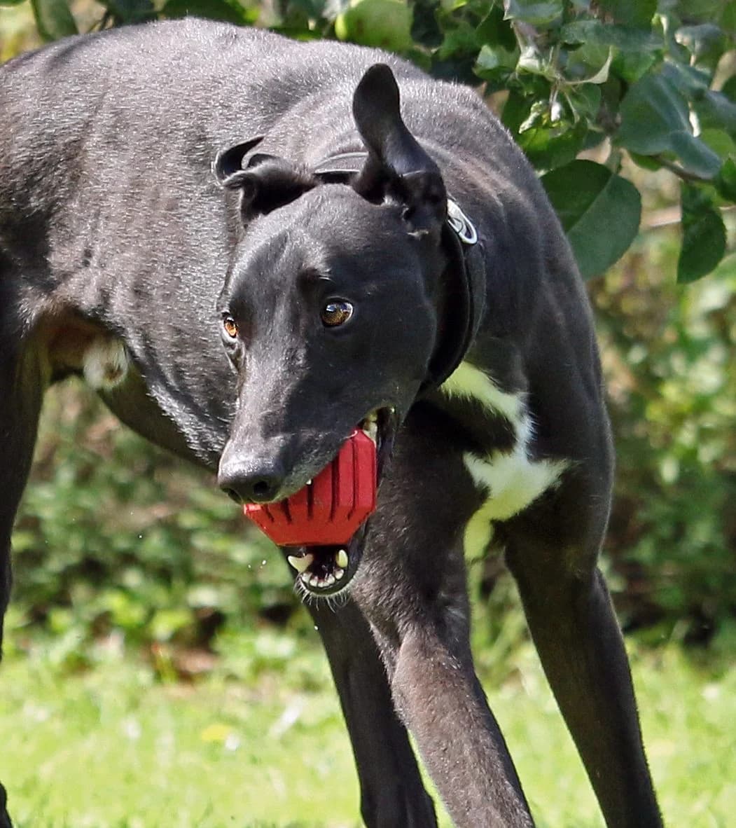 Magic Homed, senior Greyhound for adoption at Fen Bank Greyhound Sanctuary, Friskney