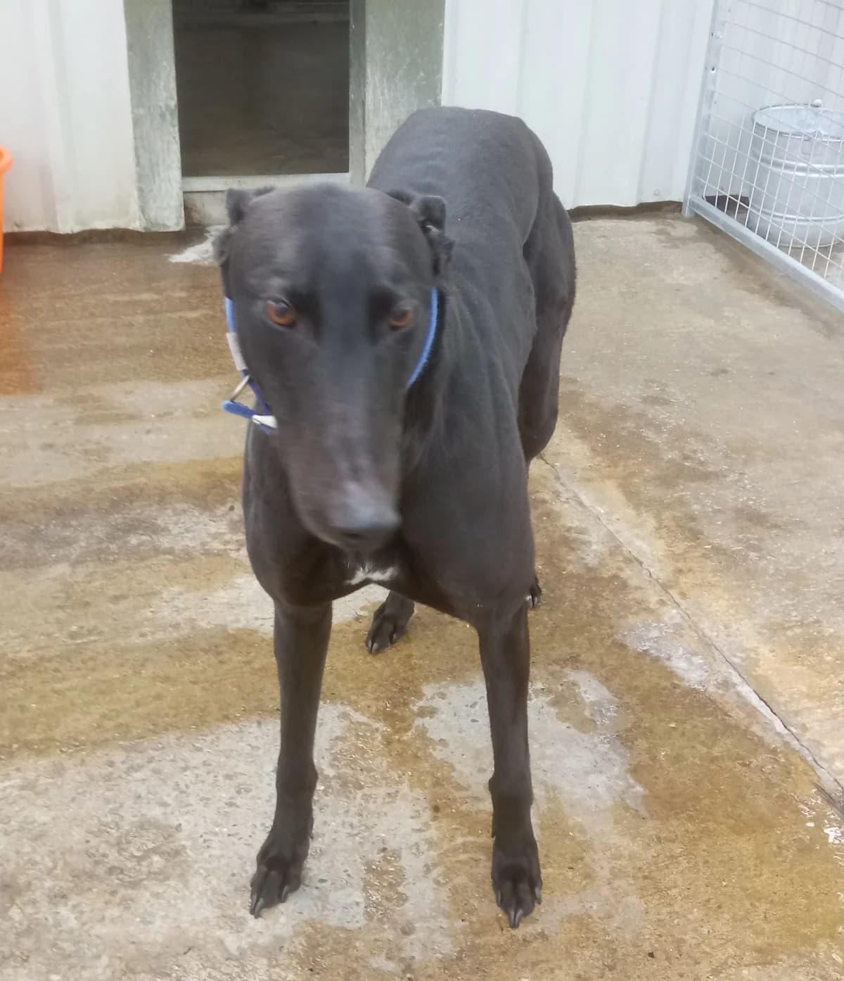 Leo Homed, senior Greyhound for adoption at Fen Bank Greyhound Sanctuary, Friskney