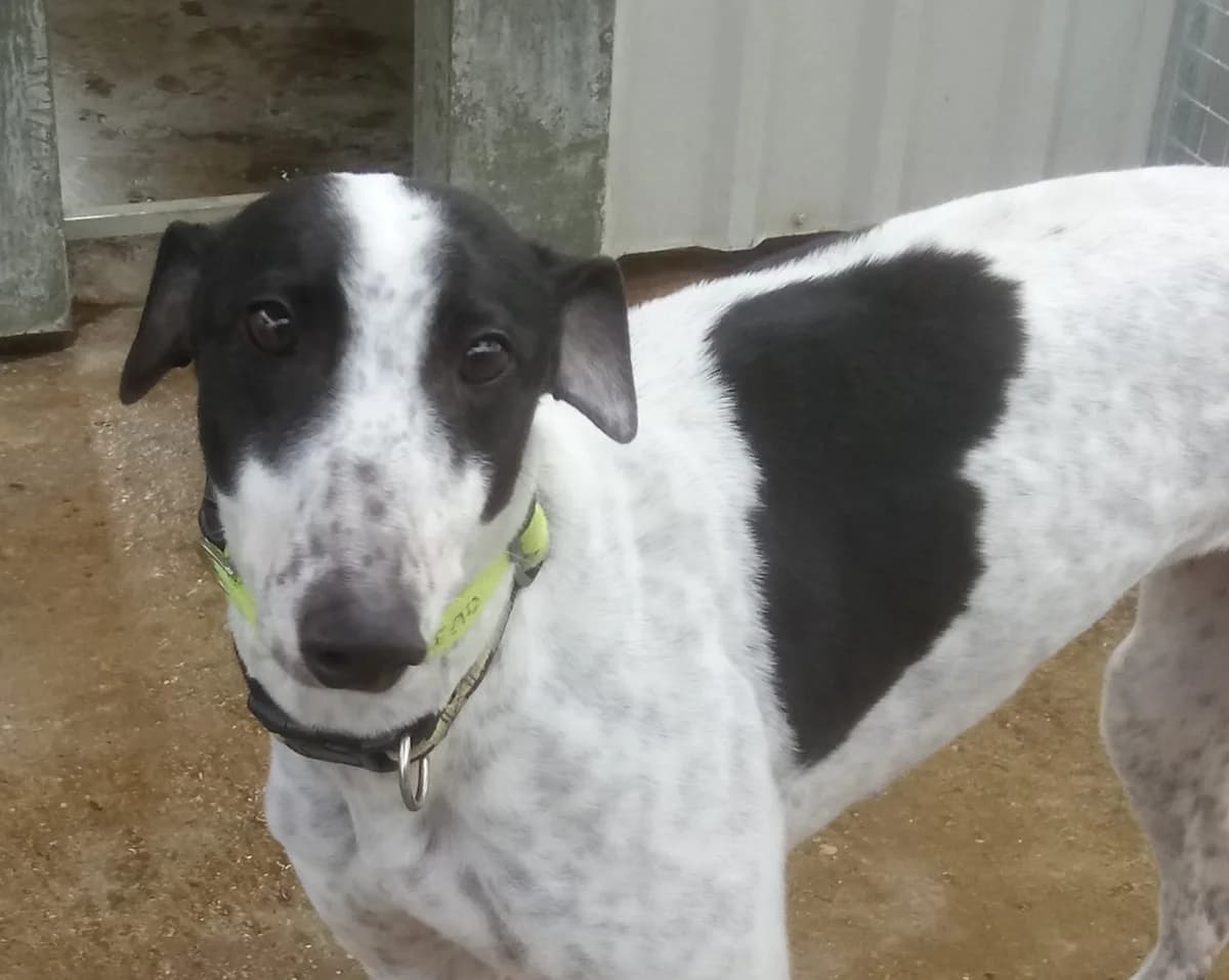 Daisy Homed, senior Greyhound for adoption at Fen Bank Greyhound Sanctuary, Friskney