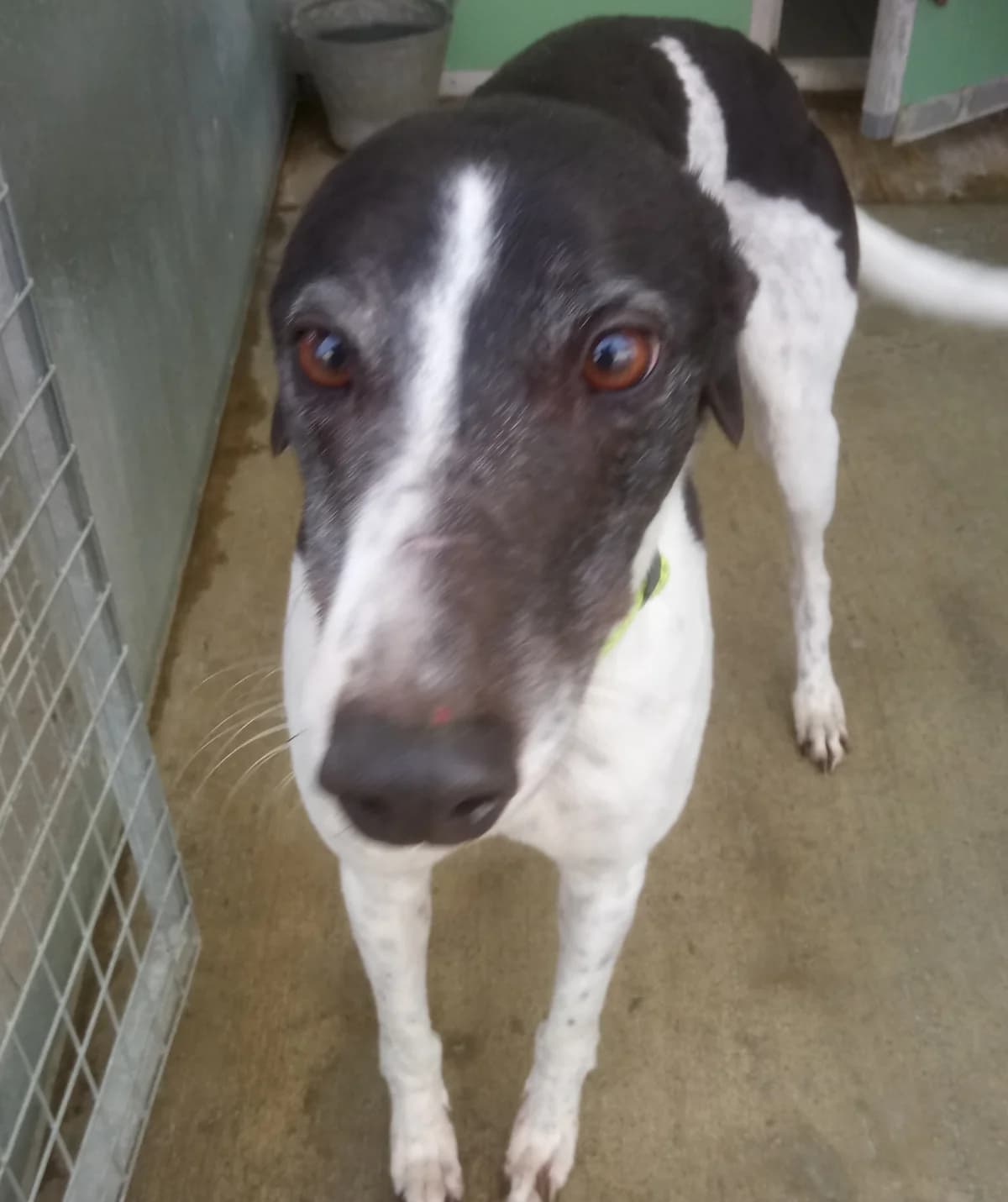 Genie Homed, senior Greyhound for adoption at Fen Bank Greyhound Sanctuary, Friskney