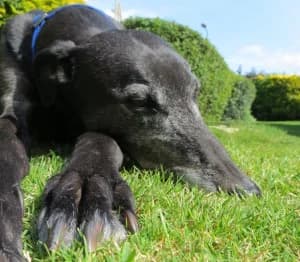 Rhys, senior Greyhound for adoption at Fen Bank Greyhound Sanctuary, Friskney