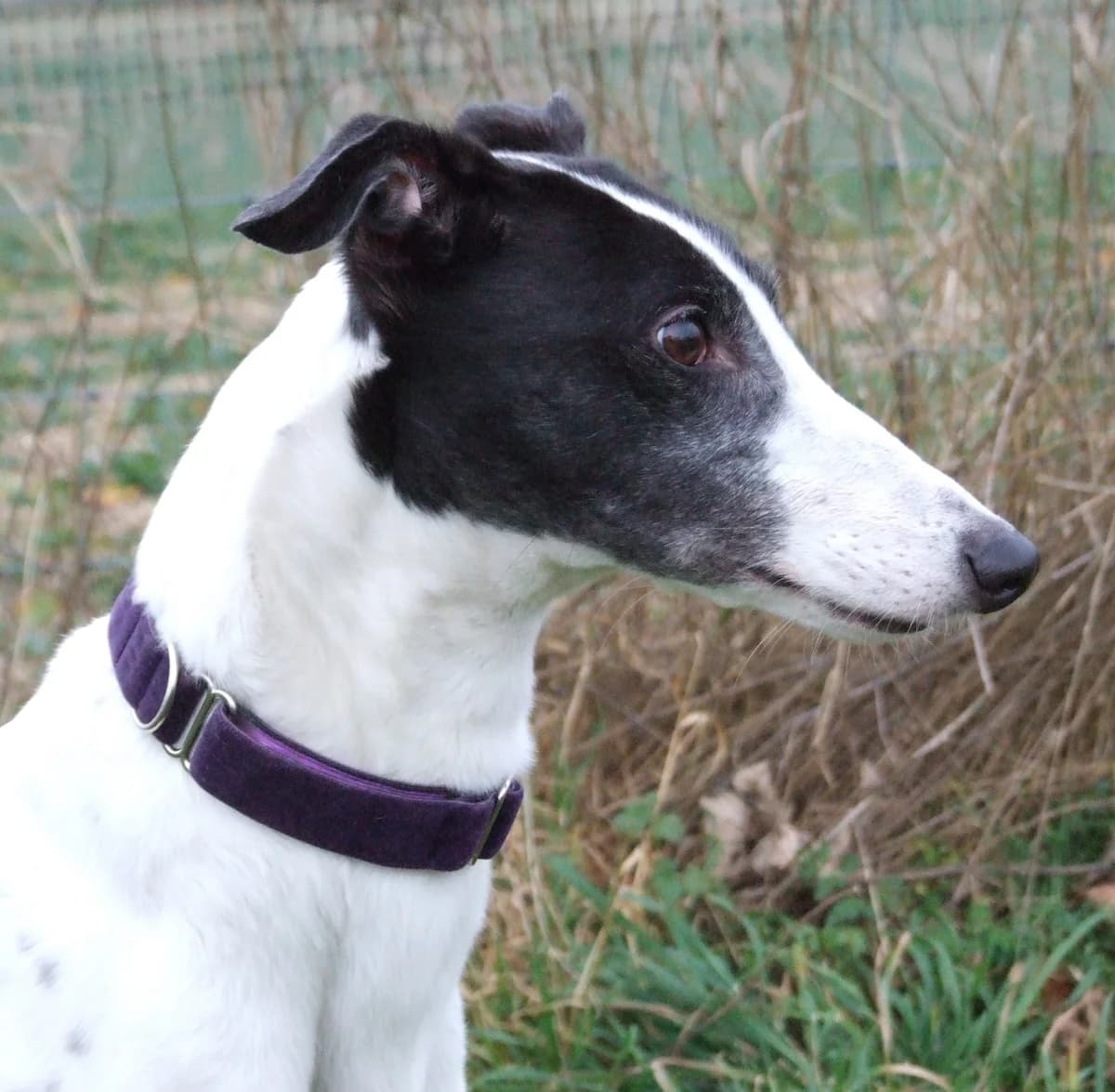 Sophie Homed, Greyhound for adoption at Fen Bank Greyhound Sanctuary, Friskney