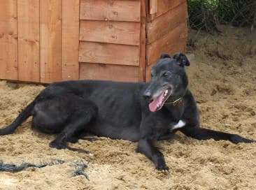 Nemo goes home, Greyhound for adoption at Fen Bank Greyhound Sanctuary, Friskney
